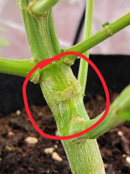 Jack Diesel Auto. Week 4 - The broken stalk has recovered and developed into a solid, sturdy stem.