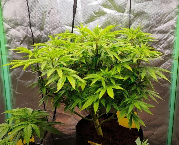 P55 240W LED. Week 6