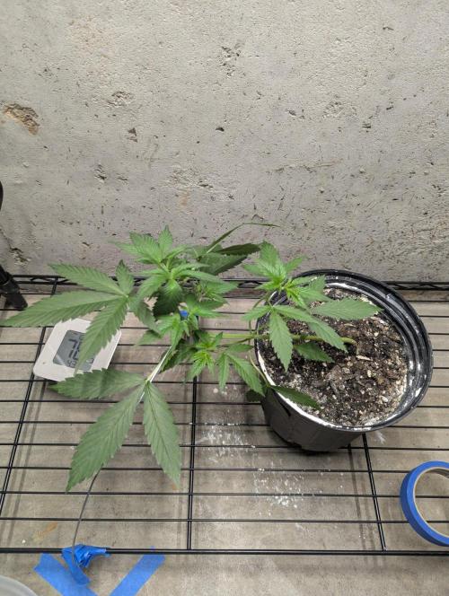 Blueberry Zamnesia Auto. Week 6