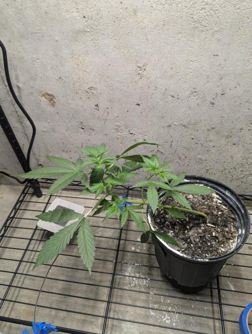 Blueberry Zamnesia Auto. Week 6