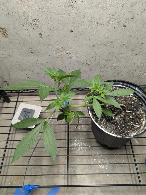 Blueberry Zamnesia Auto. Week 6