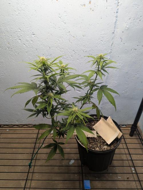 Blueberry Auto. Week 9