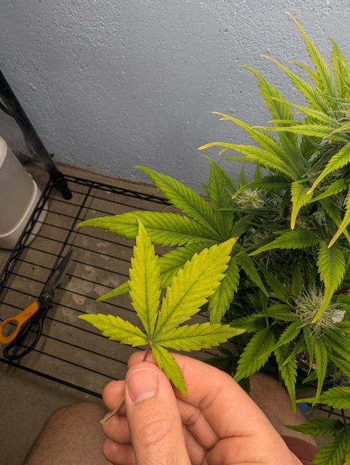 Blueberry Auto. Week 11