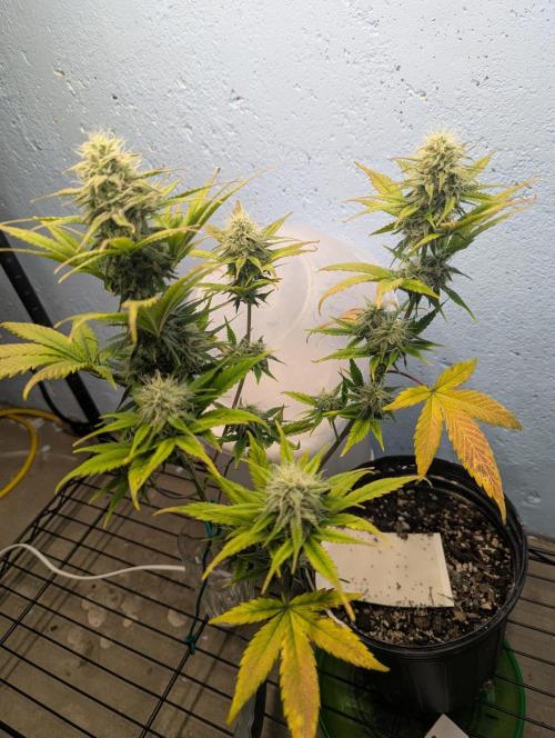 Blueberry Auto. Week 12