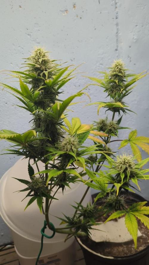 Blueberry Zamnesia Auto