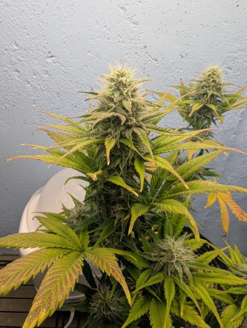 Blueberry Auto. Week 13
