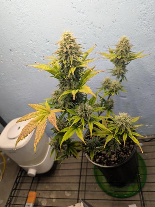 Blueberry Zamnesia Auto. Week 14