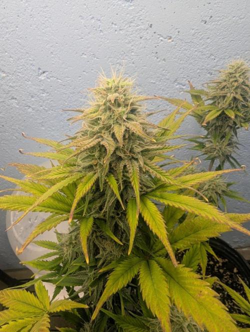 Blueberry Zamnesia Auto. Week 14