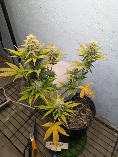 Blueberry Zamnesia Auto. Week 14