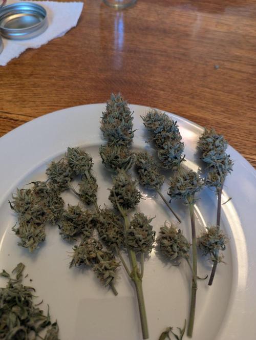 Blueberry Zamnesia Auto. Week 15