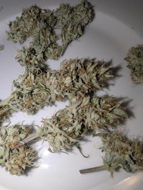 Blueberry Zamnesia Auto. Week 15 - Friggin decent
