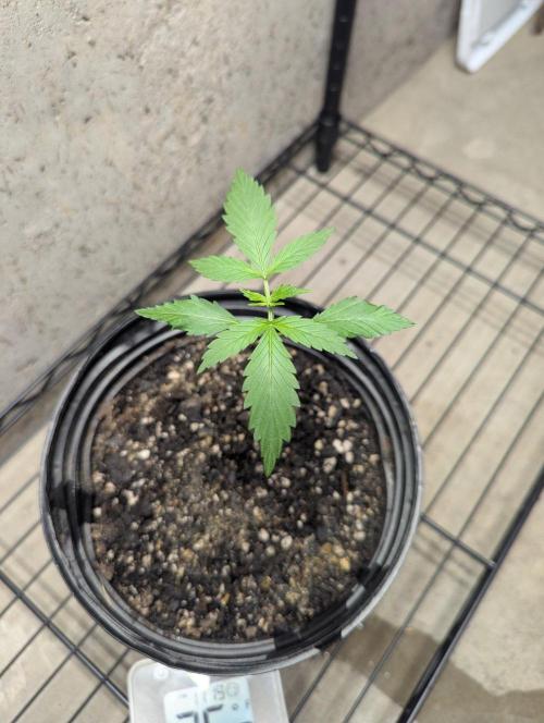 Blueberry Auto. Week 2