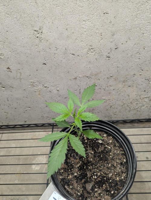 Blueberry Zamnesia Auto. Week 3