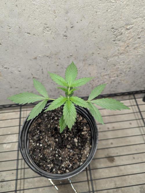 Blueberry Zamnesia Auto. Week 3