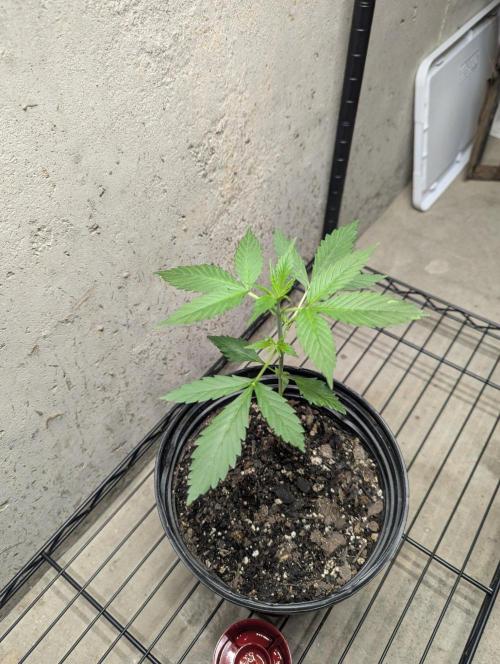 Blueberry Zamnesia Auto. Week 3