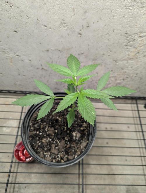 Blueberry Zamnesia Auto. Week 3