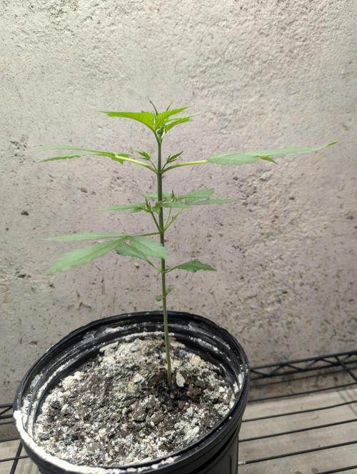 Blueberry Zamnesia Auto. Week 5