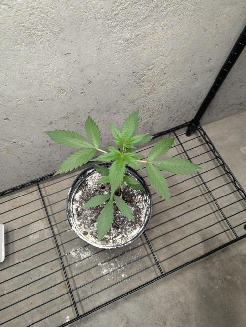 Blueberry Zamnesia Auto. Week 5