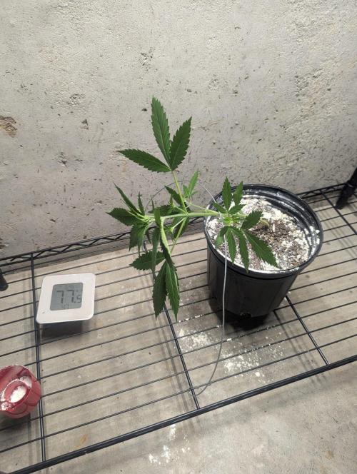 Blueberry Zamnesia Auto. Week 5