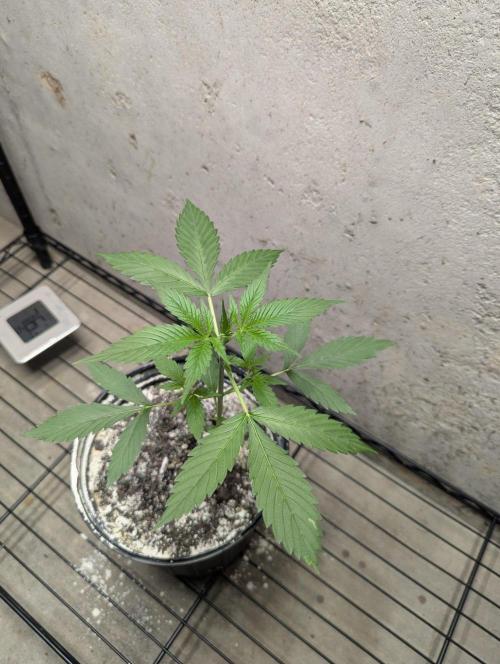 Blueberry Zamnesia Auto. Week 5