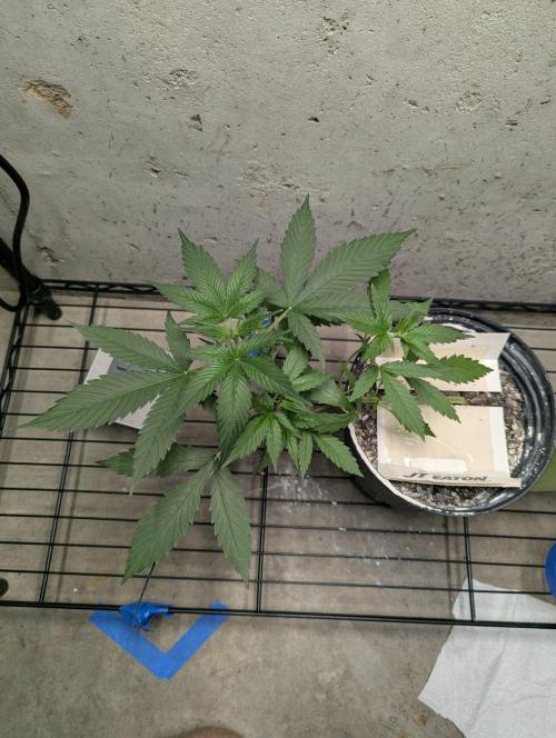 Blueberry Auto. Week 7