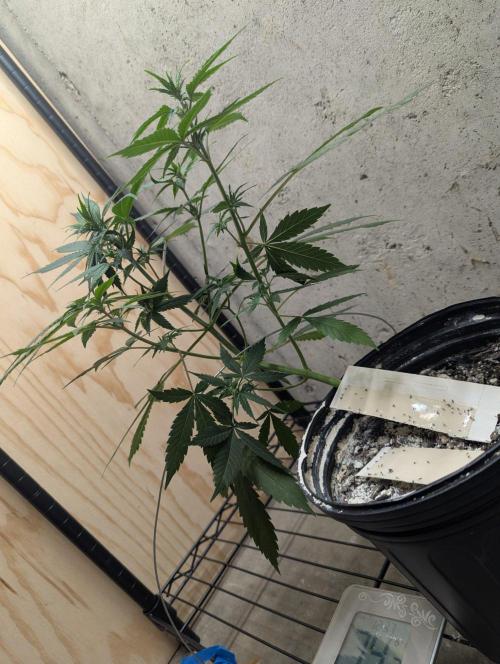 Blueberry Zamnesia Auto. Week 7