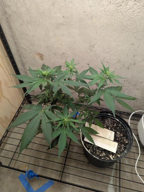 Blueberry Zamnesia Auto. Week 7