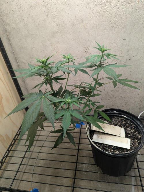Blueberry Zamnesia Auto. Week 7