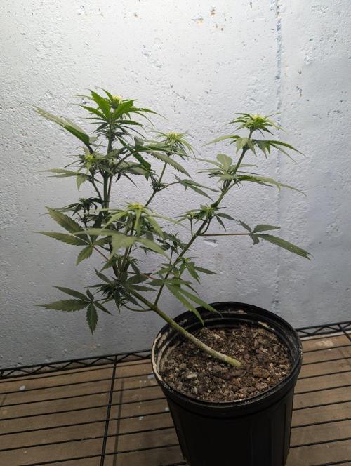 Blueberry Zamnesia Auto. Week 8