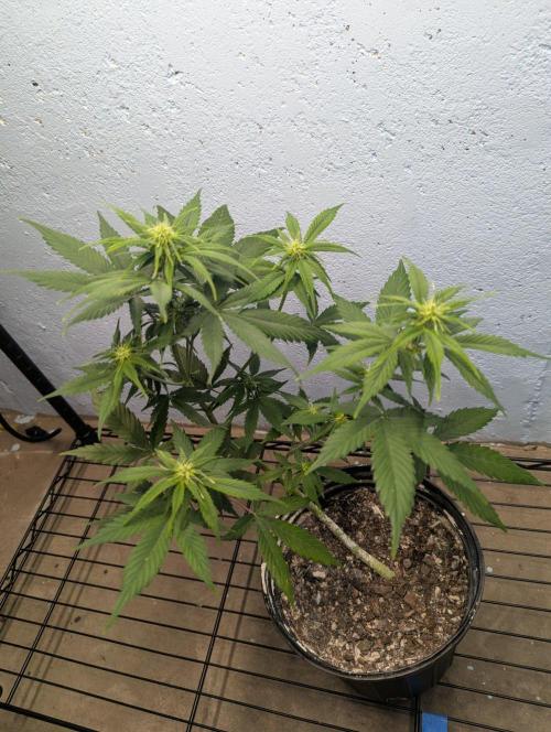 Blueberry Zamnesia Auto. Week 8