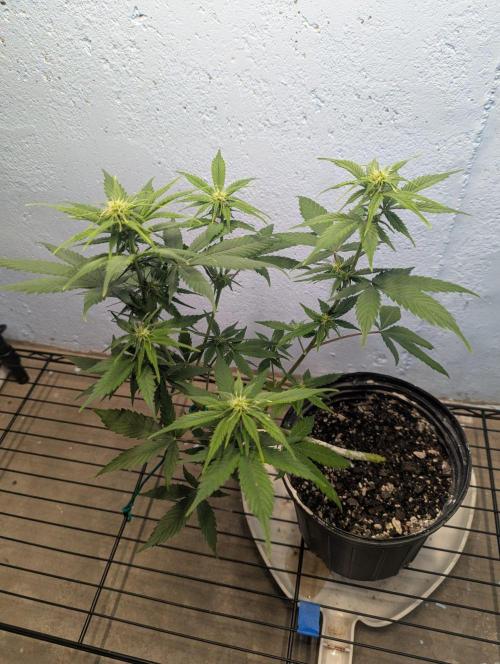 Blueberry Zamnesia Auto. Week 8