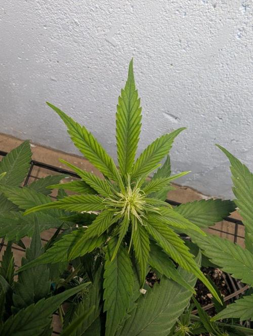 Blueberry Zamnesia Auto. Week 8