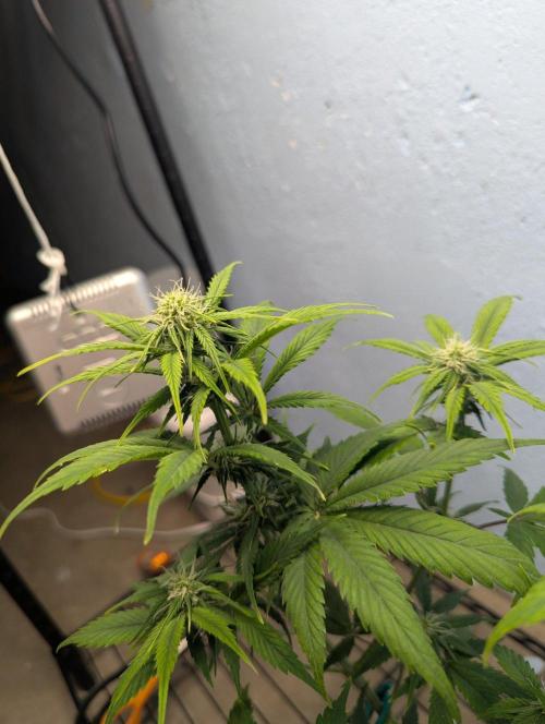 Blueberry Zamnesia Auto. Week 9