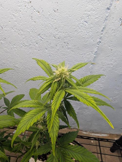 Blueberry Zamnesia Auto. Week 9