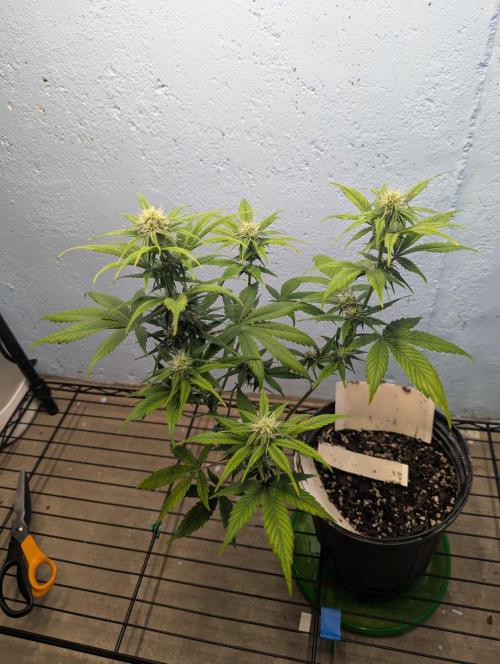 Blueberry Zamnesia Auto. Week 9