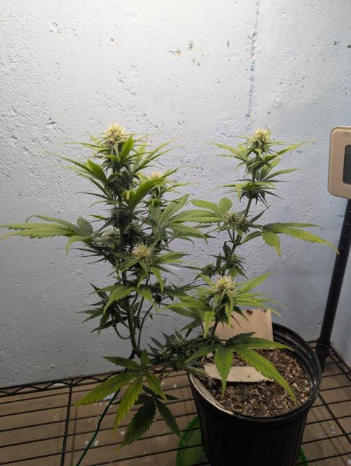 Blueberry Zamnesia Auto. Week 9