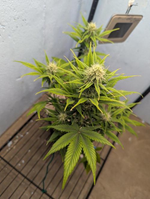 Blueberry Zamnesia Auto. Week 10