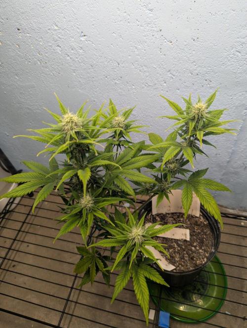 Blueberry Zamnesia Auto. Week 10