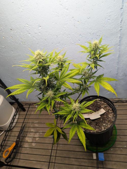 Blueberry Zamnesia Auto. Week 10