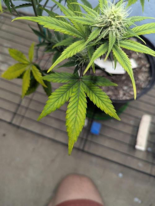 Blueberry Zamnesia Auto. Week 10