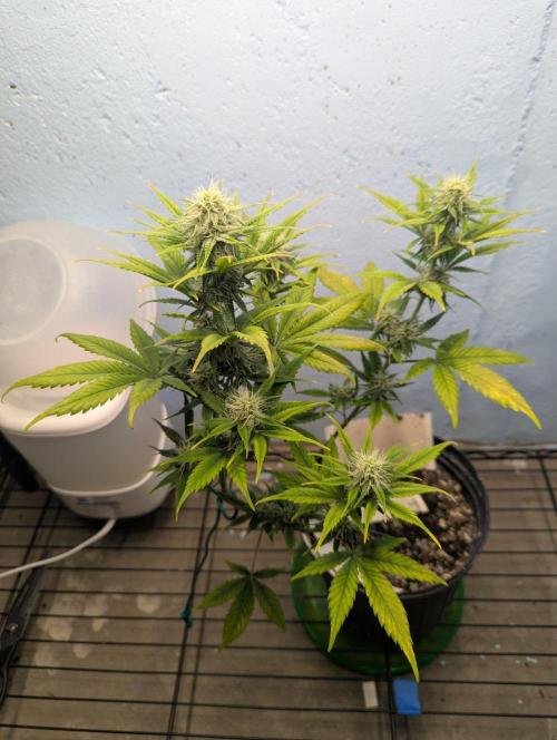 Blueberry Zamnesia Auto. Week 11