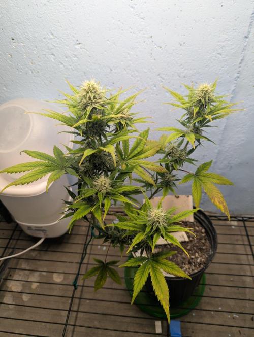Blueberry Zamnesia Auto. Week 11