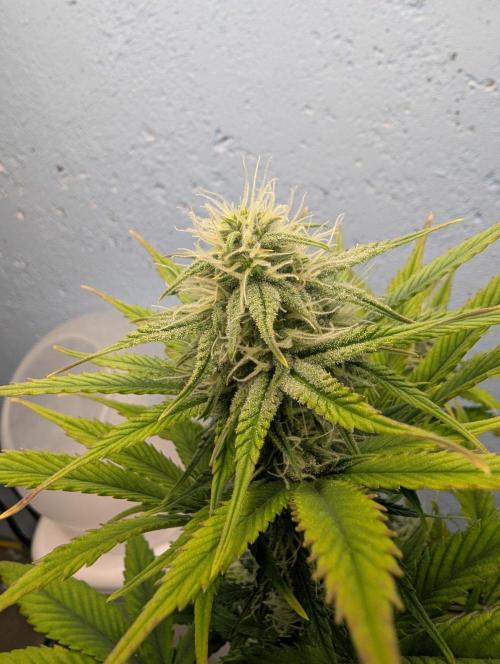 Blueberry Zamnesia Auto. Week 11
