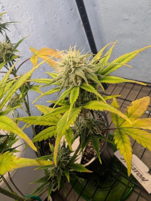 Blueberry Auto. Week 12
