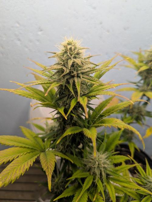 Blueberry Zamnesia Auto. Week 12
