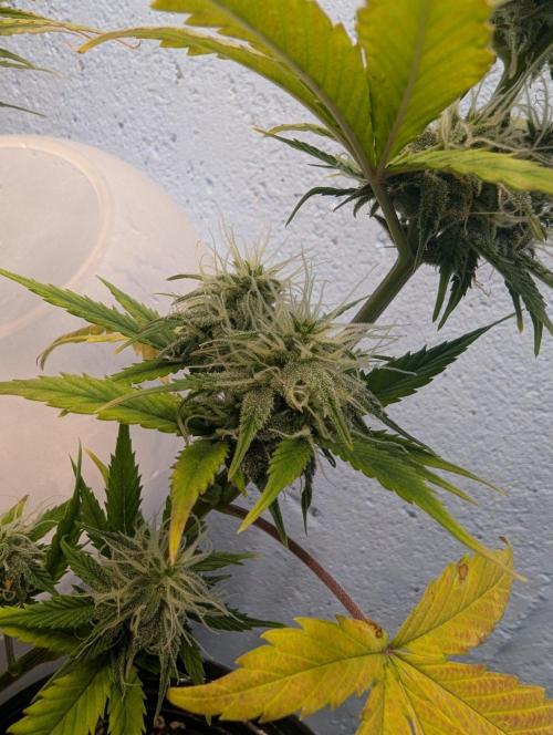 Blueberry Zamnesia Auto. Week 12