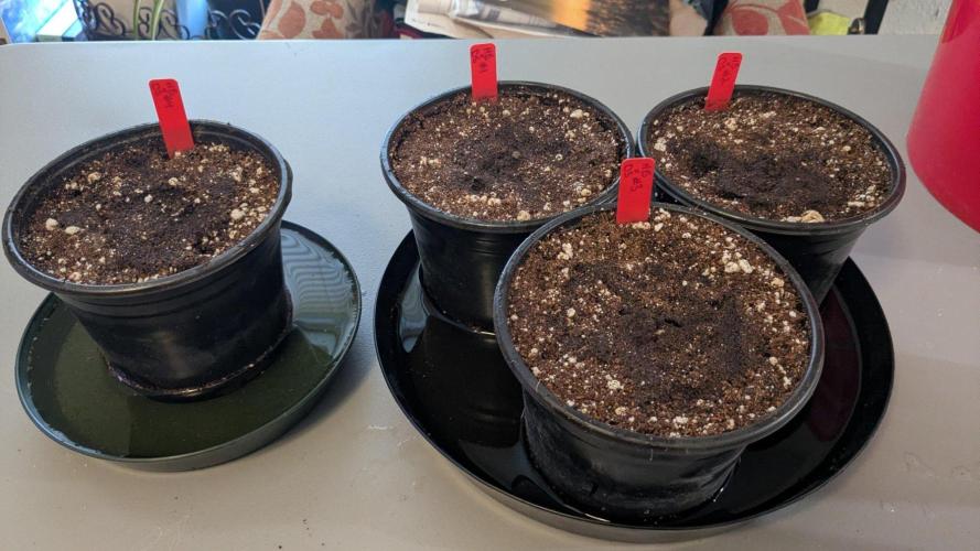 Headband x Dip N Stix. Week 0 - 70/30 Coco perlite mix. Capped off with pure coco for the seed to start in.