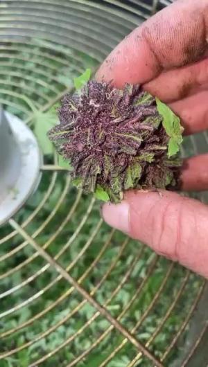 Comment by GermanicGenetics photo #1