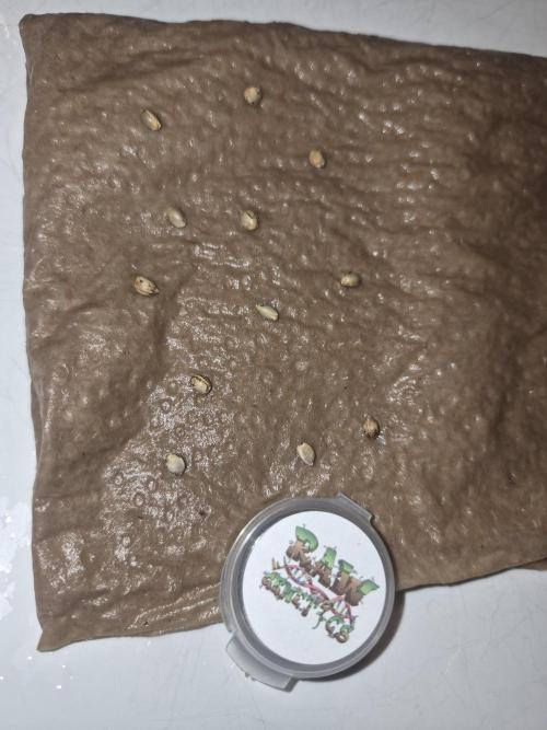 Pixels by RAW Genetics (P). Week 0