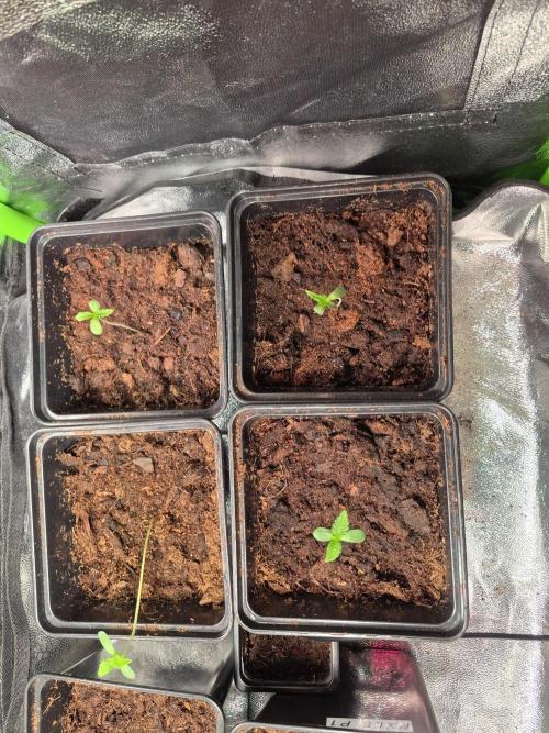 Pixels by RAW Genetics (P). Week 1